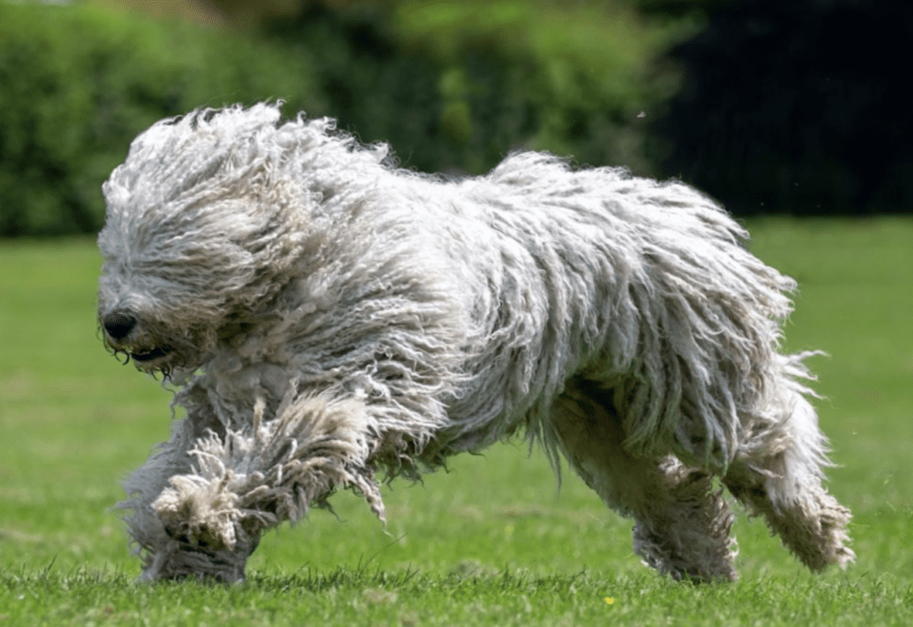 image-of-Komondor